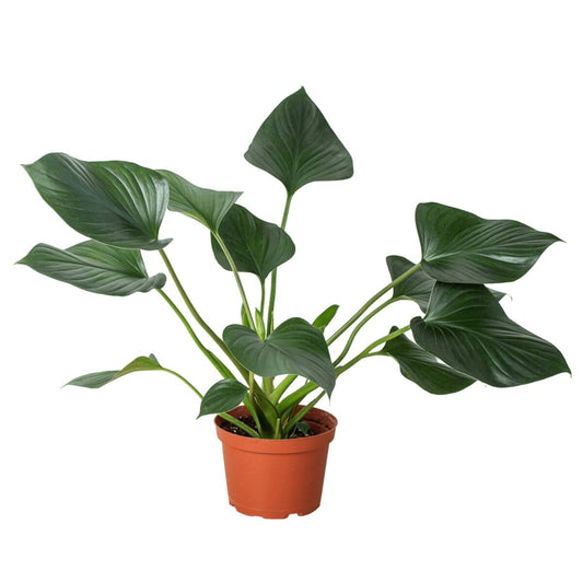Homalomena Emerald Gem-Indoor Plants-Trendy Gardener