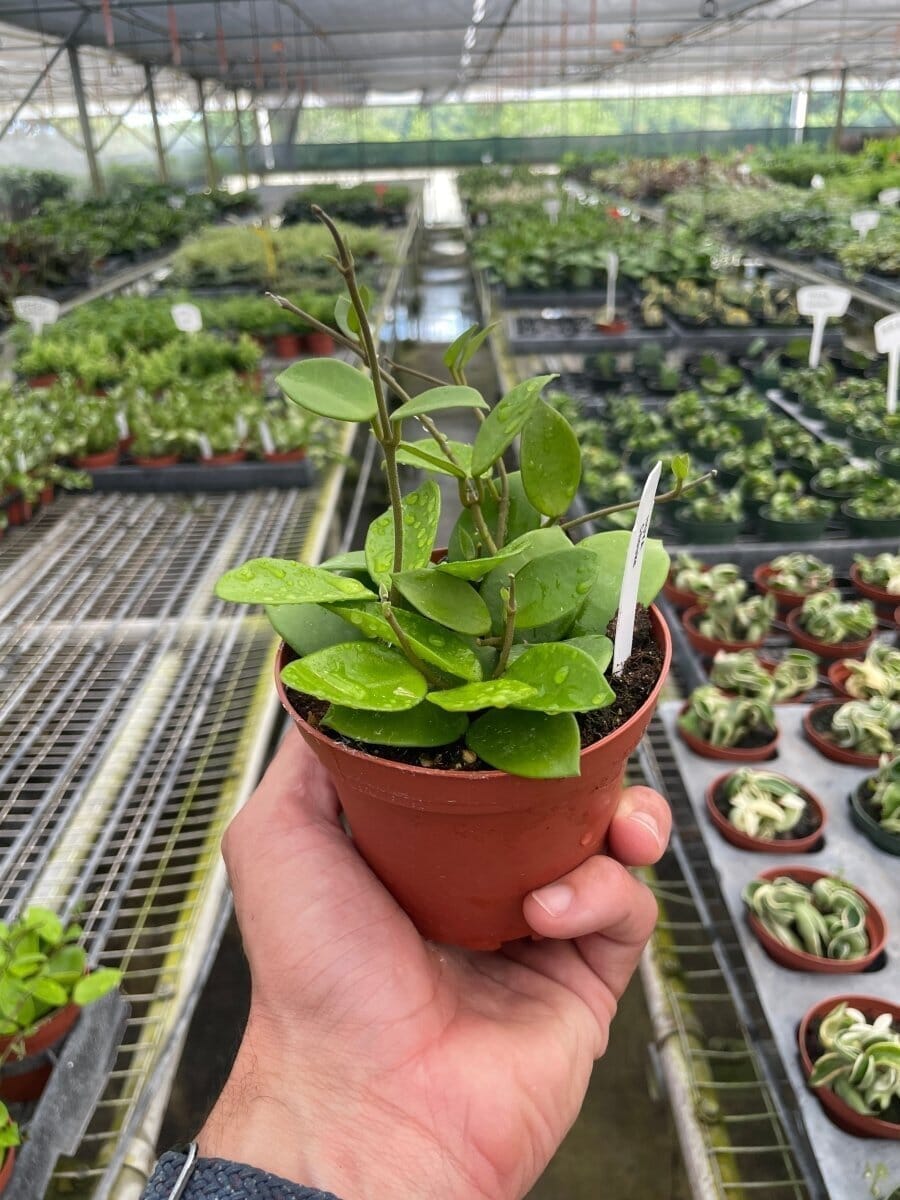 Hoya Bilobata Indoor Plants Trendy Gardener 4" Pot