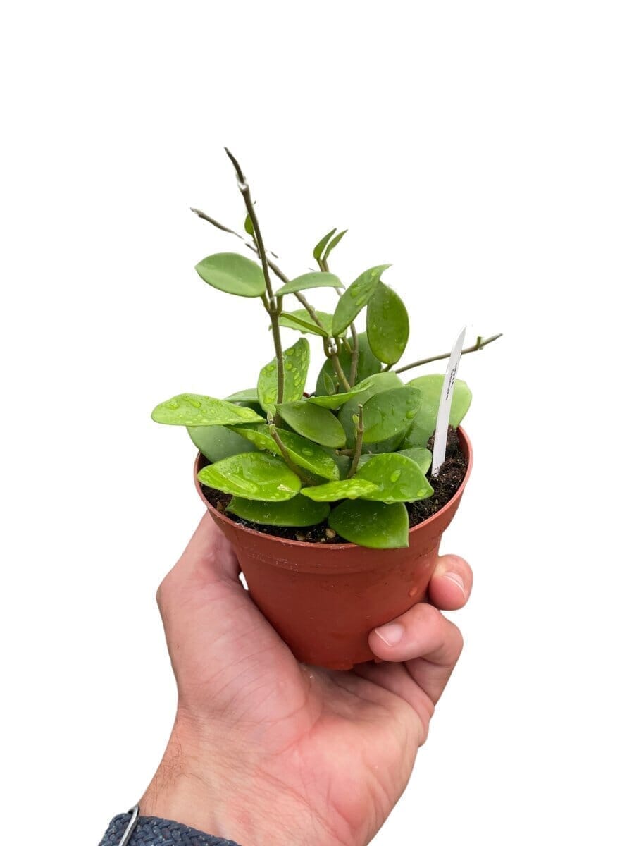 Hoya Bilobata Indoor Plants Trendy Gardener