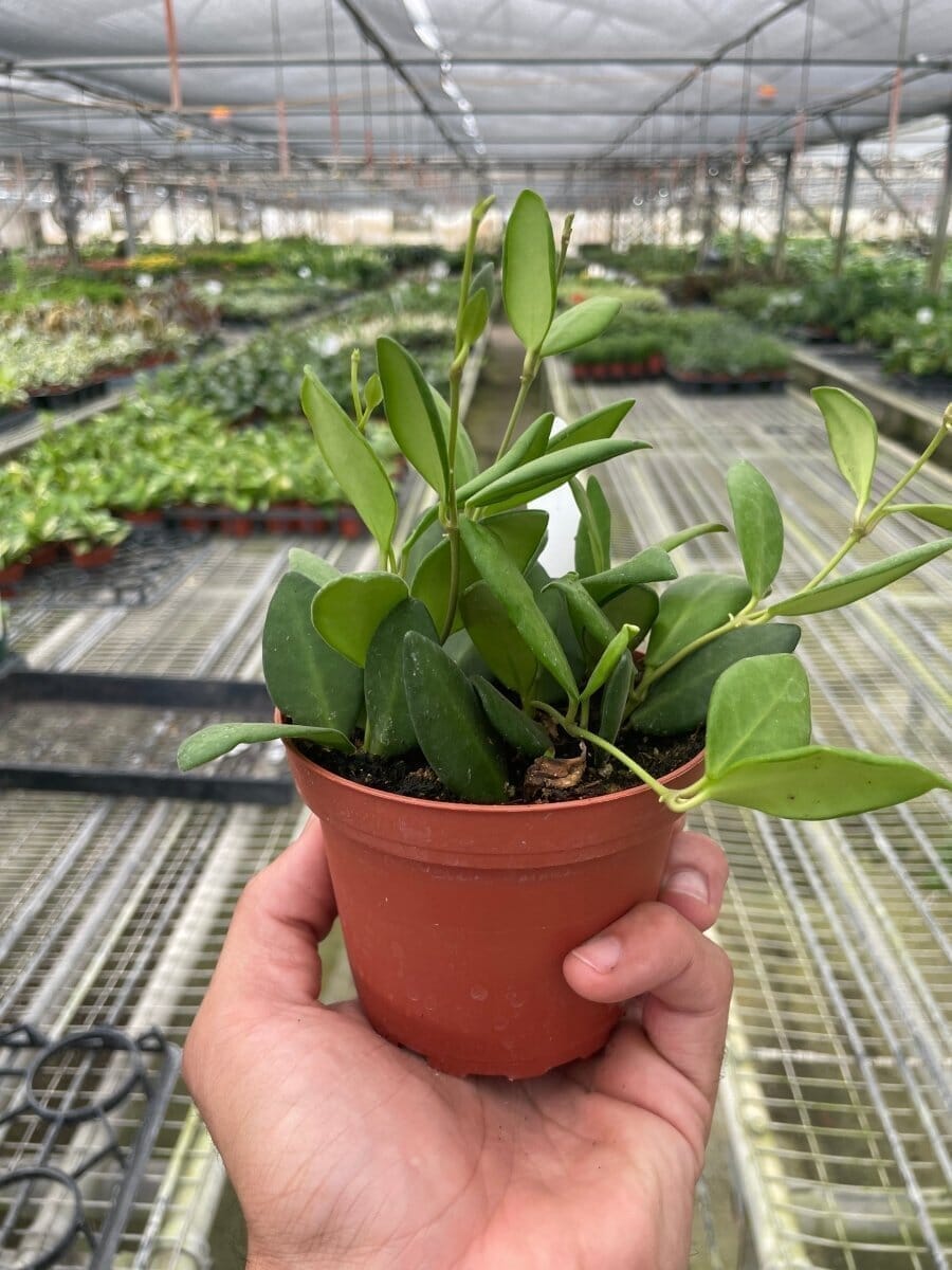 Hoya Chouke Indoor Plants Trendy Gardener