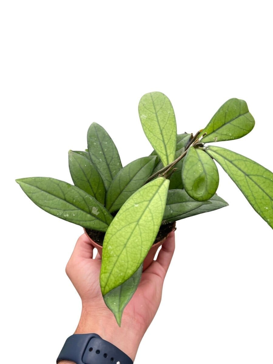 Hoya Crassipetiolata Indoor Plants Trendy Gardener 4" Pot