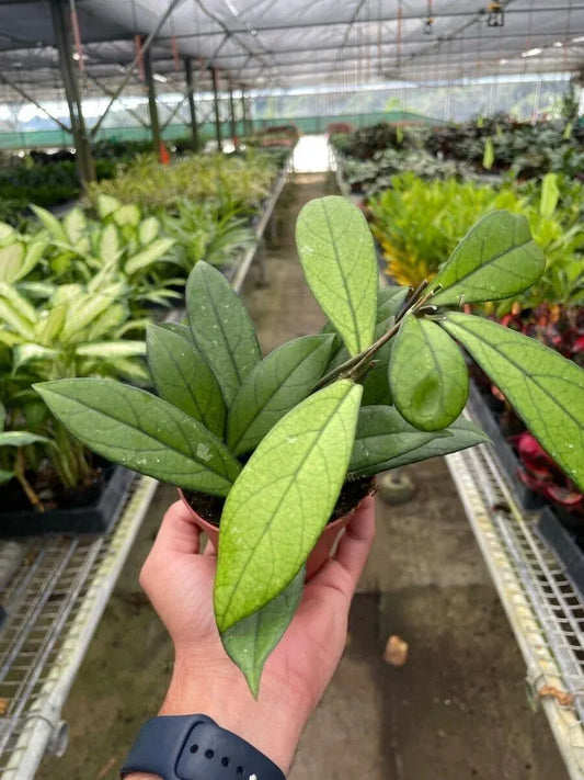 Hoya Crassipetiolata Indoor Plants Trendy Gardener 6' Pot