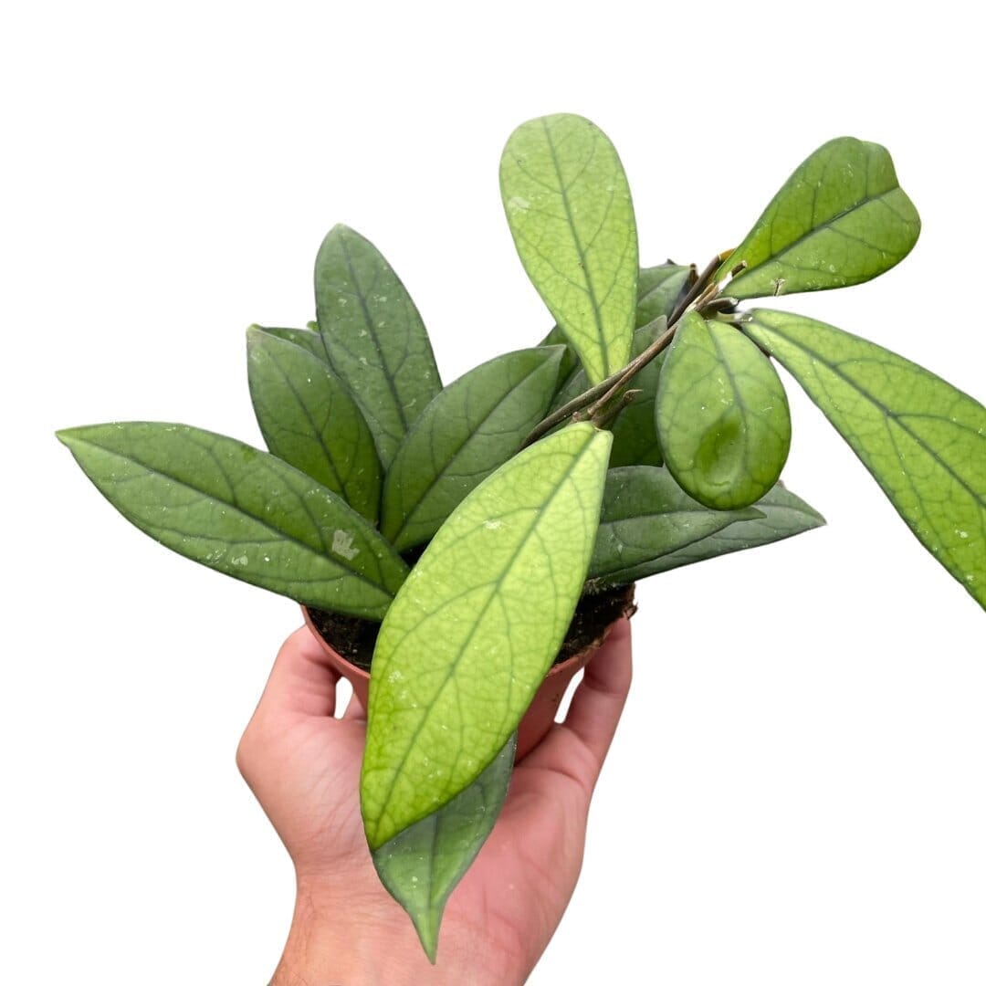 Hoya Crassipetiolata Indoor Plants Trendy Gardener