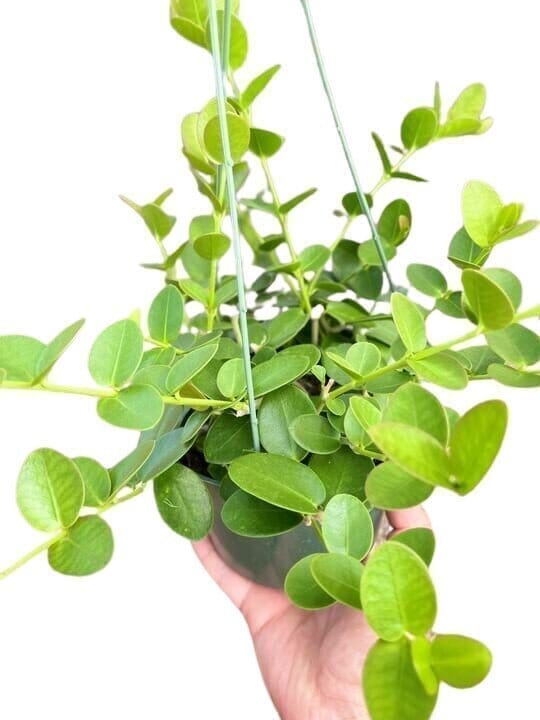 Hoya Cumingiana Indoor Plants Trendy Gardener