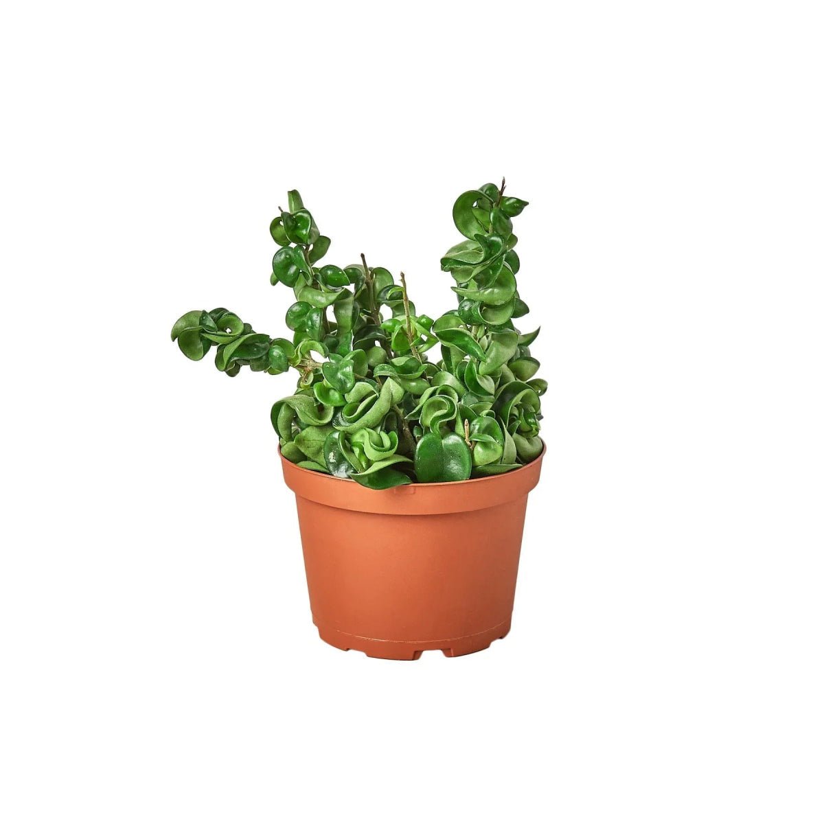 Hoya Hindu Rope Indoor Plants Trendy Gardener