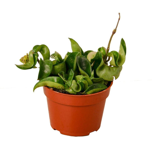 Hoya Hindu Rope Indoor Plants Trendy Gardener 6" Pot Nursery Pot