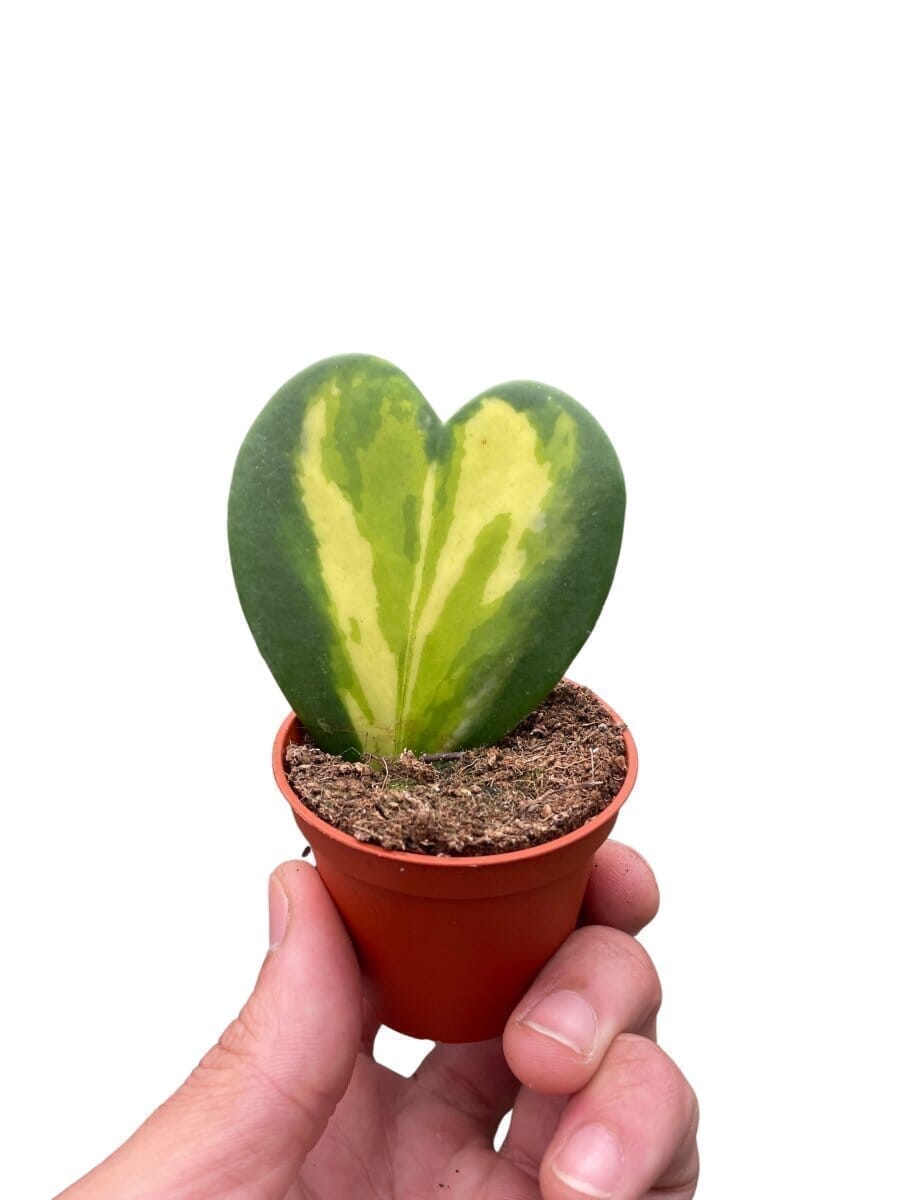 Hoya kerrii 'Heart Flame' Indoor Plants Trendy Gardener