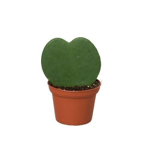 Hoya Kerrii (Sweetheart Plant) 4" Plant Trendy Gardener