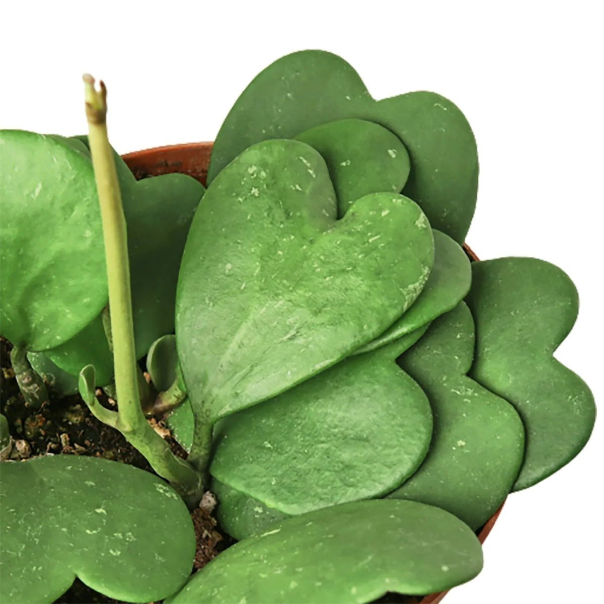 Hoya Kerrii (Sweetheart Plant) 4" Plant Trendy Gardener
