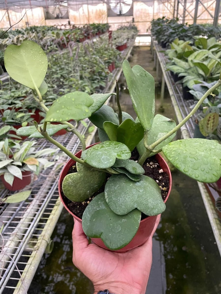 Hoya Kerrii (Sweetheart Plant) 4" Plant Trendy Gardener