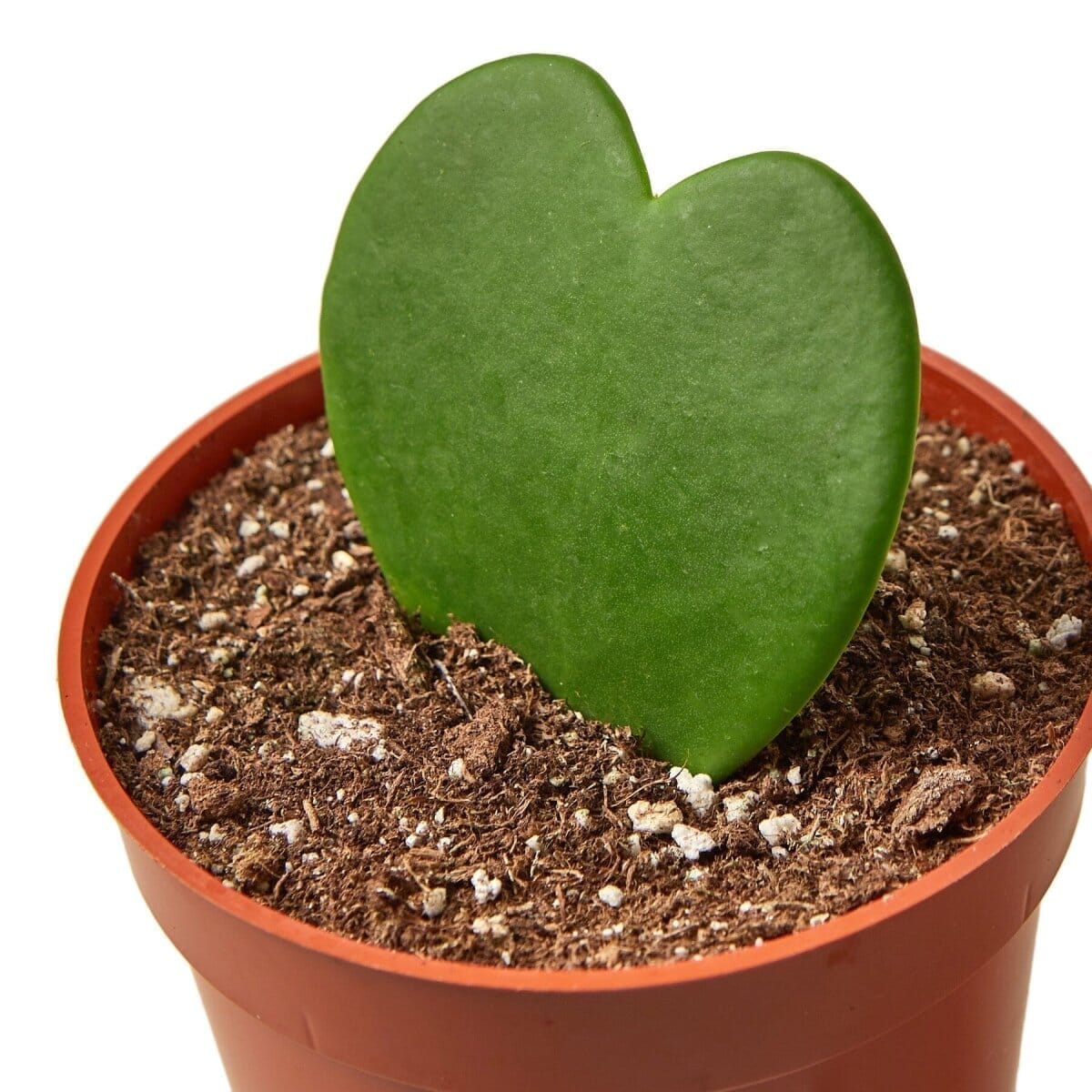 Hoya Kerrii (Sweetheart Plant) 4" Plant Trendy Gardener