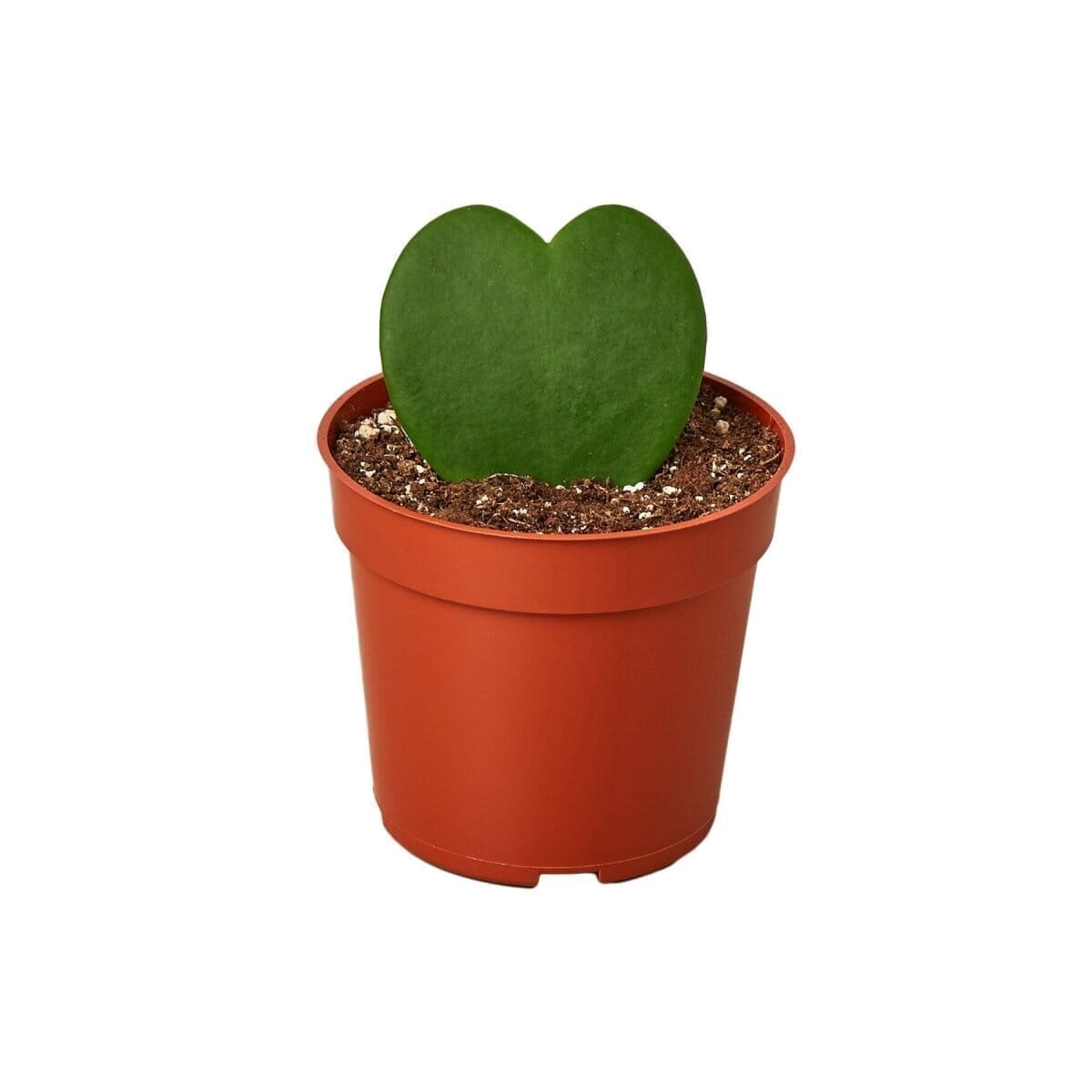 Hoya Kerrii (Sweetheart Plant) 4" Plant Trendy Gardener
