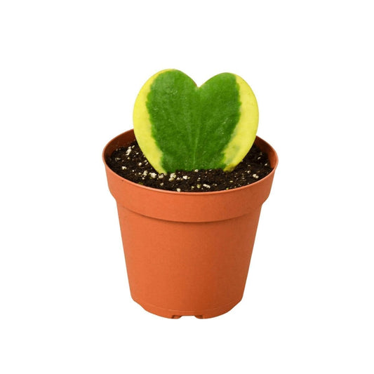 Hoya Kerrii Variegated Indoor Plants Trendy Gardener 3" Pot