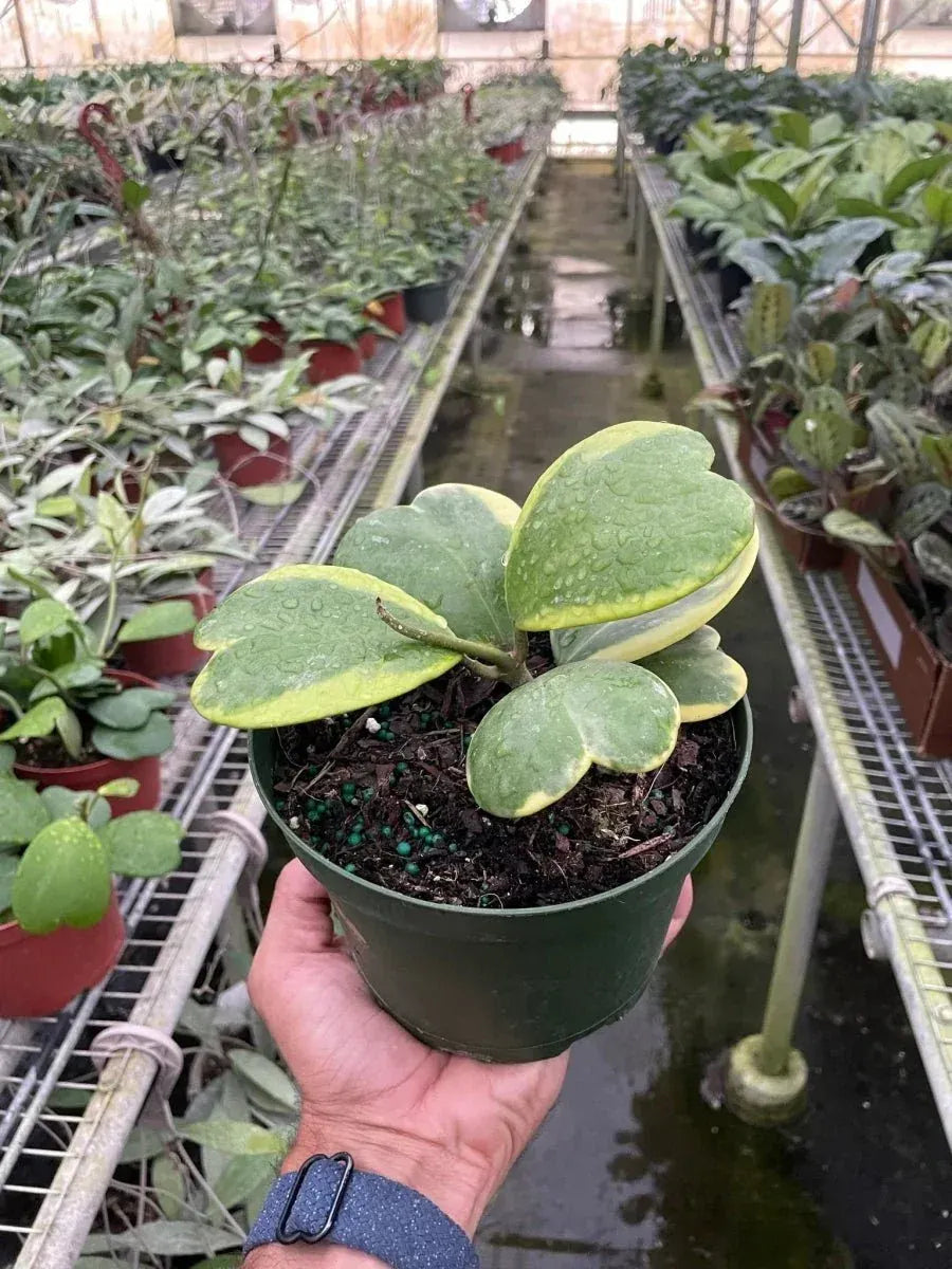 Hoya Kerrii Variegated Indoor Plants Trendy Gardener