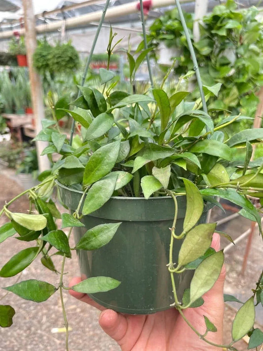 Hoya Lacunosa-Indoor Plants-Trendy Gardener