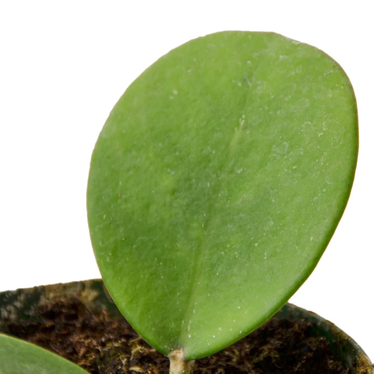 Hoya Obovata Indoor Plants Trendy Gardener