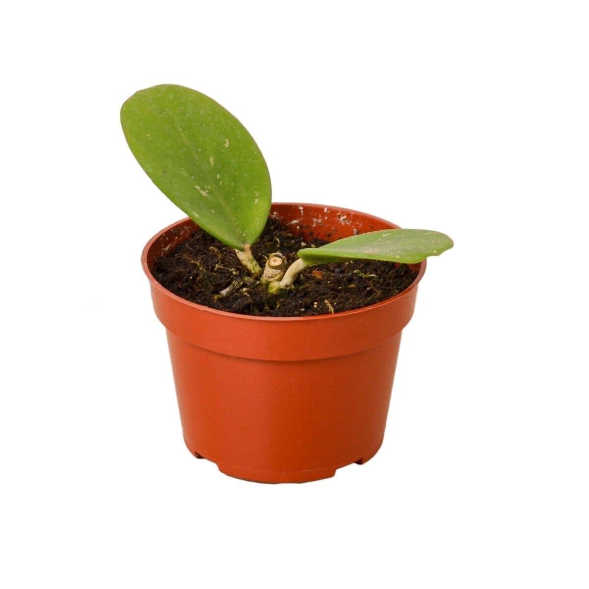 Hoya Obovata Indoor Plants Trendy Gardener