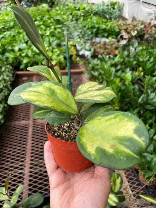 Hoya Obovata 'Reverse' Variegated Indoor Plants Trendy Gardener 4" Pot