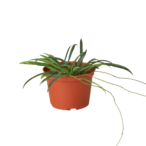 Hoya Shepherdii 'String Bean' Indoor Plants Trendy Gardener 6" Pot