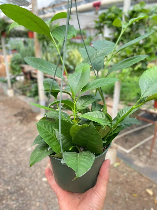 Hoya Shooting Star-Indoor Plants-Trendy Gardener