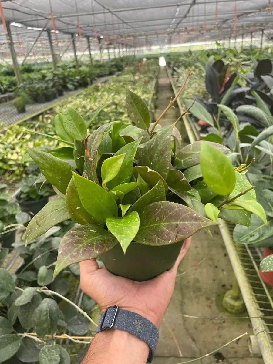 Hoya Sunrise Indoor Plants Trendy Gardener