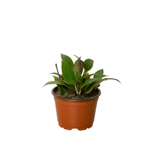 Hoya Sunrise Indoor Plants Trendy Gardener 6" Pot