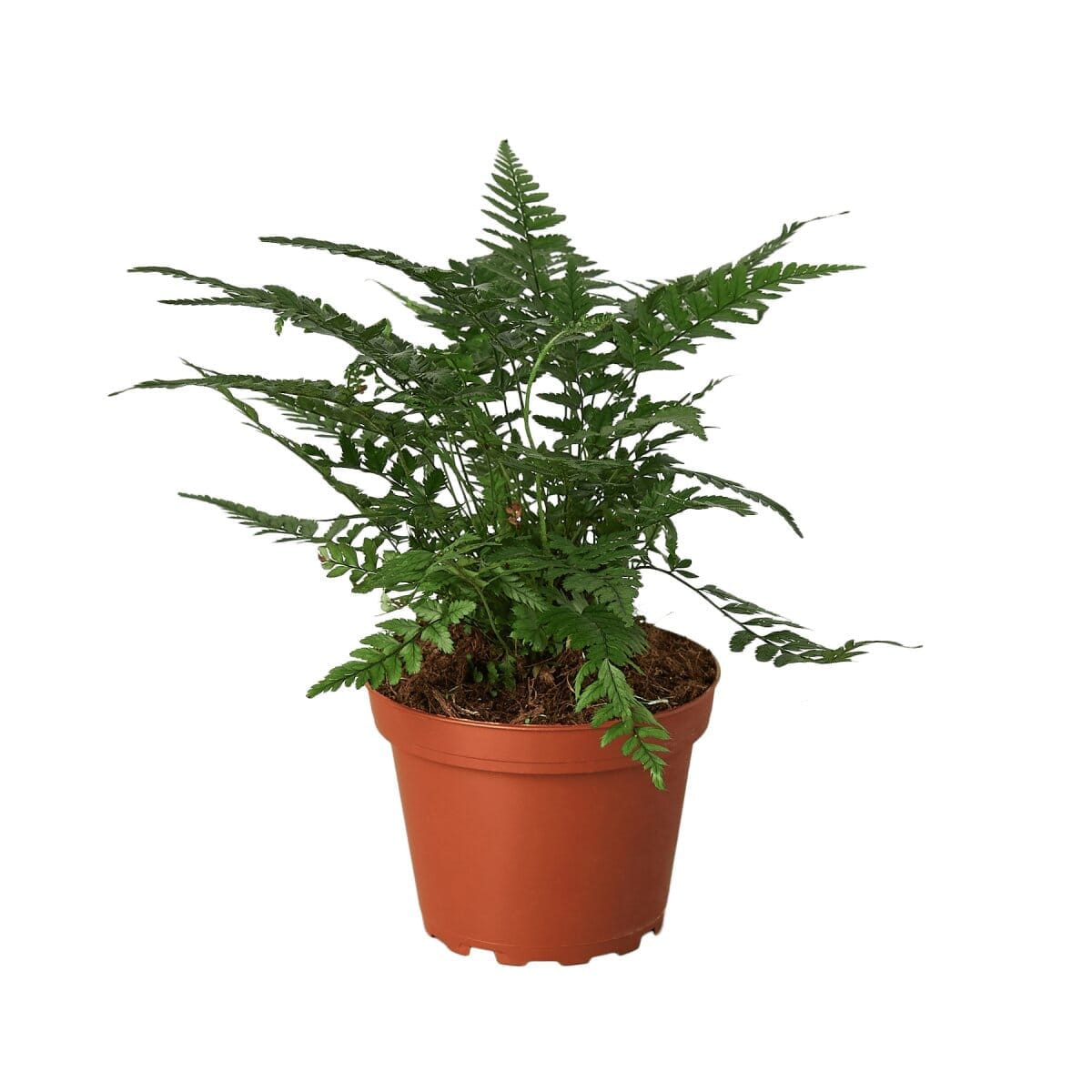 'Korean Rock' Fern-Indoor Plants-Trendy Gardener