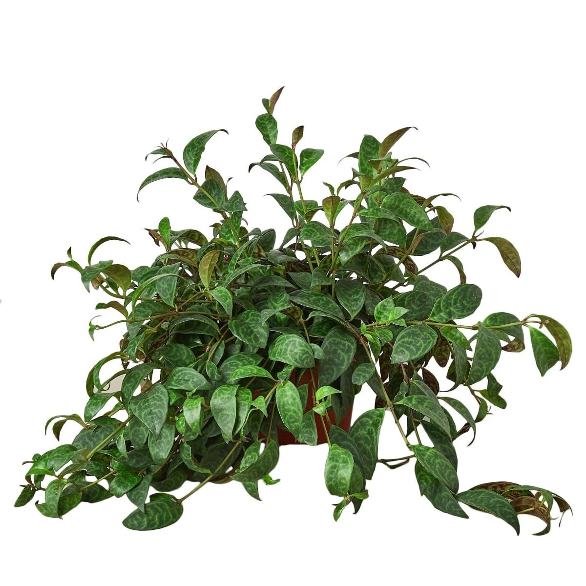 Lipstick Black Pagoda-4" Plant-Trendy Gardener