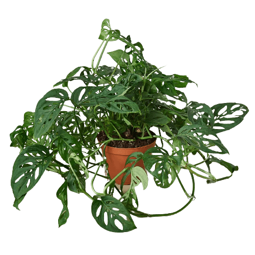 Monstera Adansonii 'Swiss Cheese' Indoor Plants Trendy Gardener