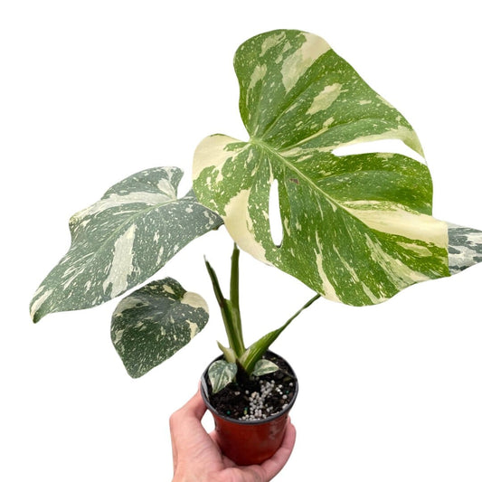 Monstera 'Thai Constellation'-Indoor Plants-Trendy Gardener