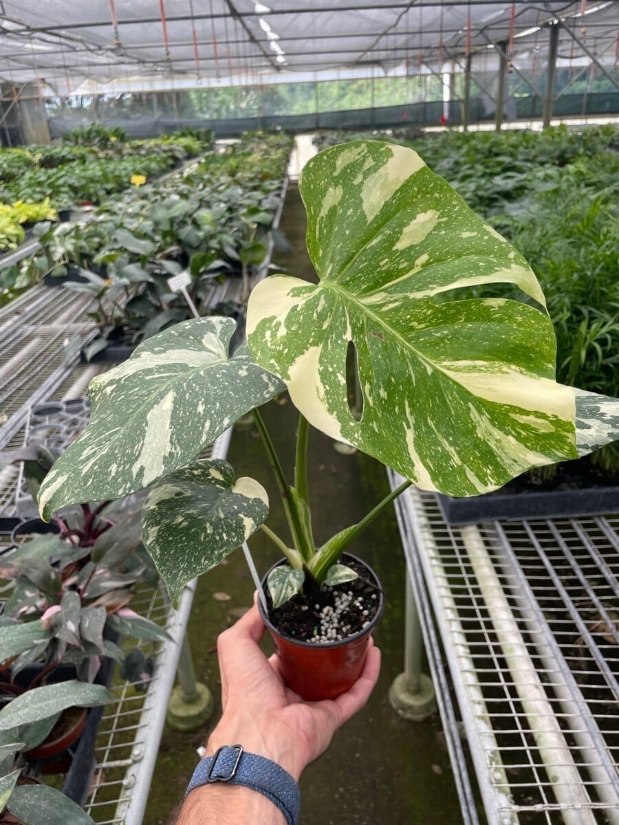 Monstera 'Thai Constellation'-Indoor Plants-Trendy Gardener