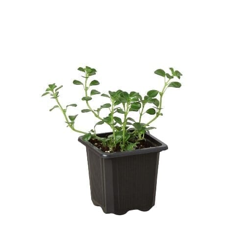 Nettle Baby's Tear Indoor Plants Trendy Gardener