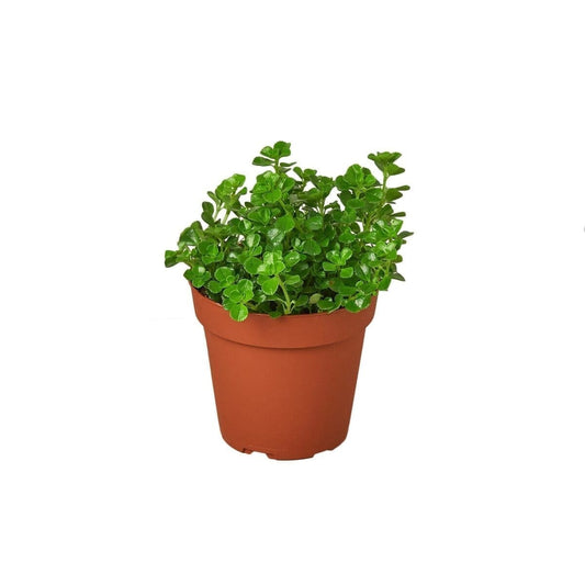 Nettle Baby's Tear Indoor Plants Trendy Gardener 3" Pot