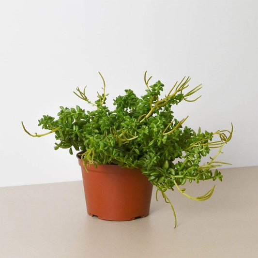 Peperomia Axillaris-Indoor Plants-Trendy Gardener