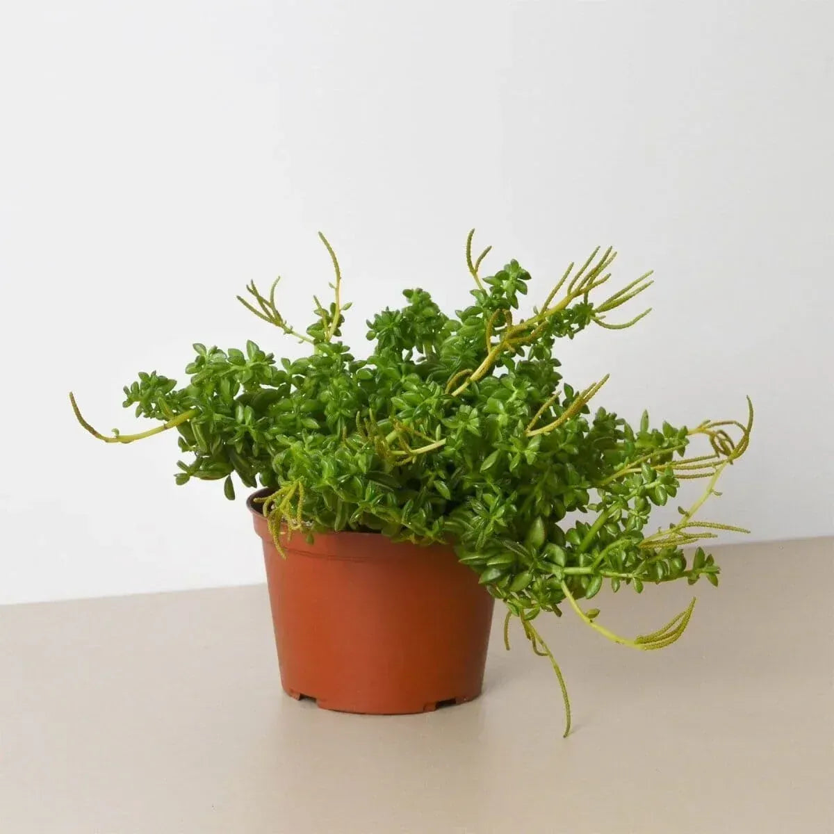 Peperomia Axillaris-Indoor Plants-Trendy Gardener