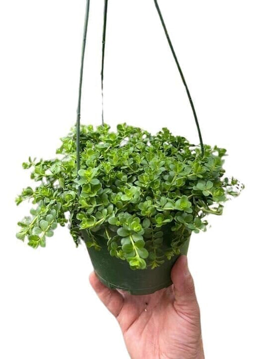 Peperomia Deppeana Indoor Plants Trendy Gardener