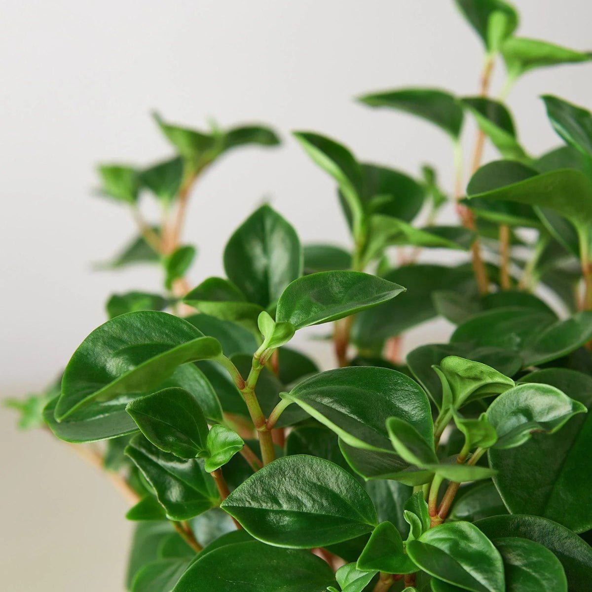 Peperomia Glabella-Indoor Plants-Trendy Gardener