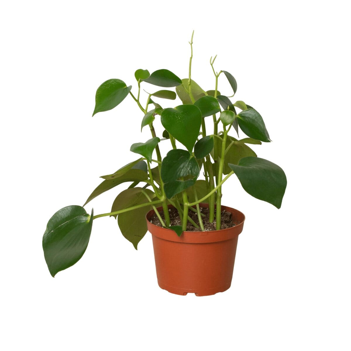 Peperomia Raindrop (Peperomia polybotrya)-Indoor Plants-Trendy Gardener