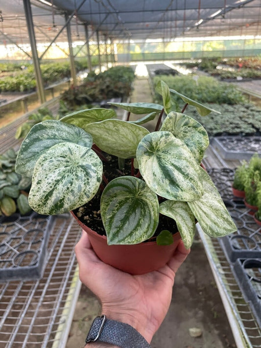 Peperomia 'Watermelon Variegated'-Indoor Plants-Trendy Gardener