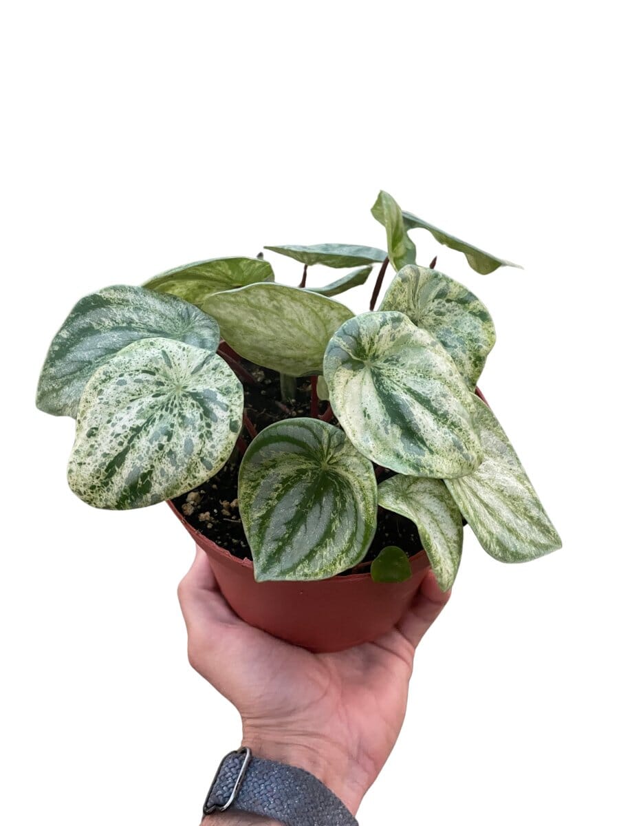 Peperomia 'Watermelon Variegated'-Indoor Plants-Trendy Gardener