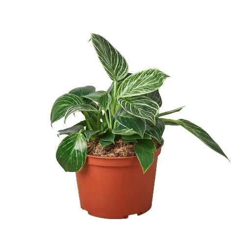 Philodendron Birkin-Indoor Plants-Trendy Gardener