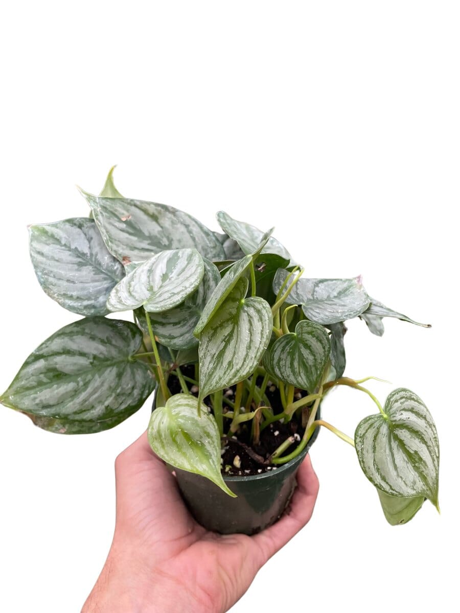 Philodendron Brandi-Indoor Plants-Trendy Gardener
