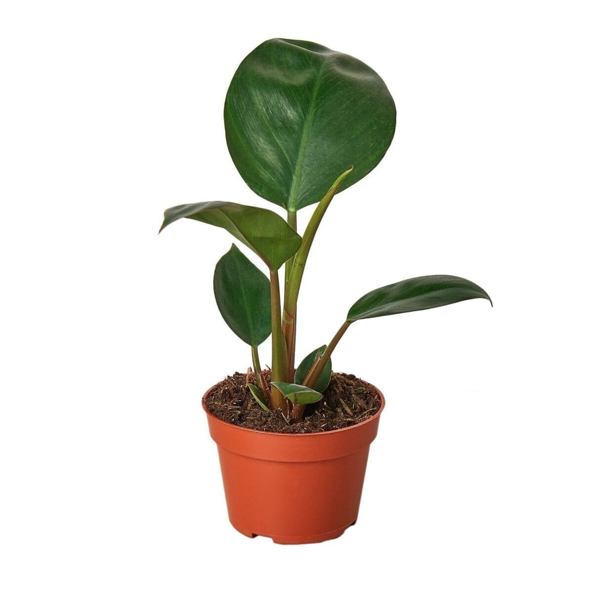 Philodendron 'Congo Rojo' Indoor Plants Trendy Gardener 4" Pot