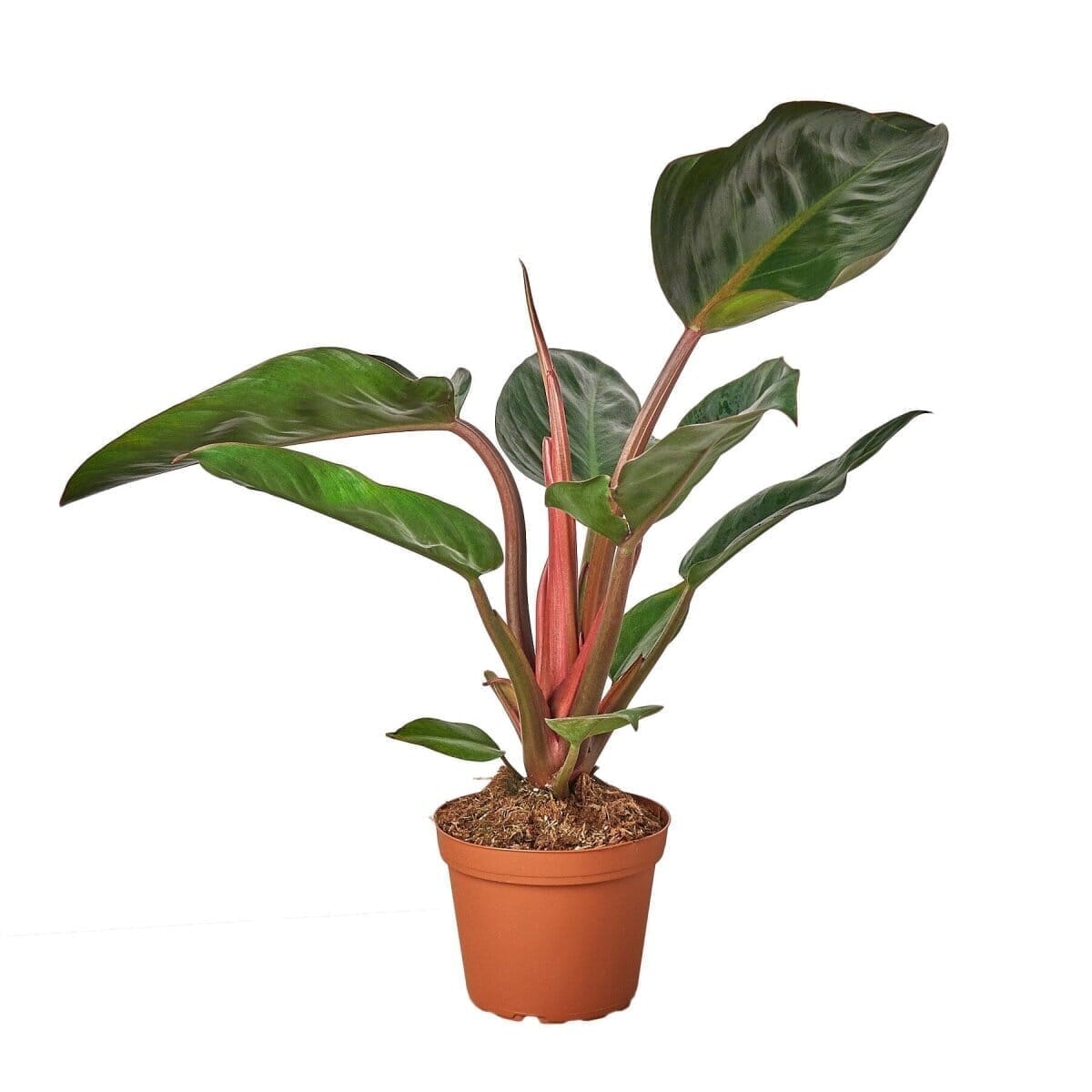 Philodendron 'Congo Rojo' Indoor Plants Trendy Gardener 6" Pot