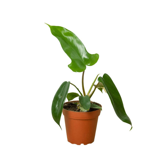 Philodendron 'Florida Green'-Indoor Plants-Trendy Gardener