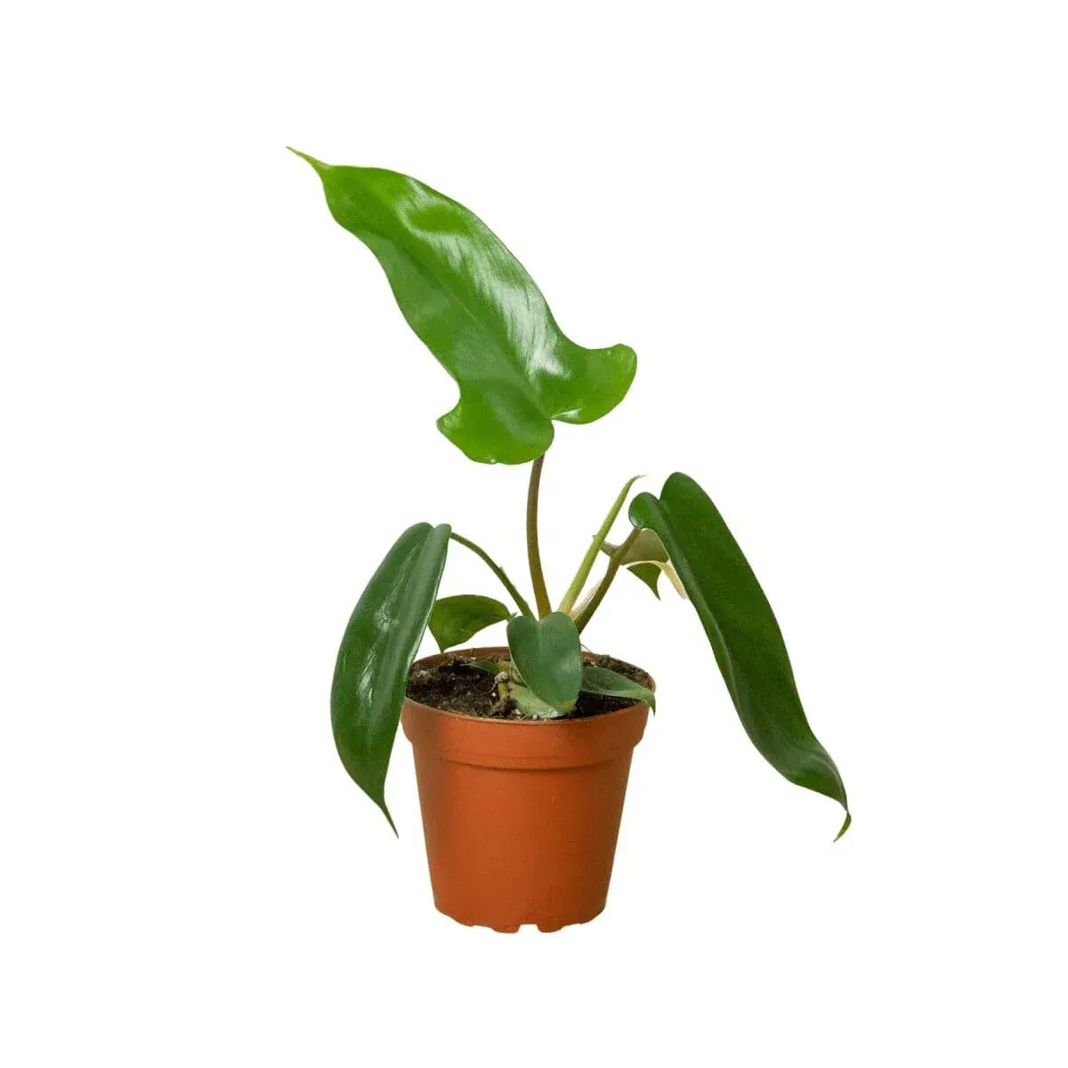 Philodendron 'Florida Green'-Indoor Plants-Trendy Gardener
