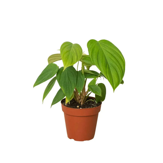 Philodendron 'Fuzzy Petiole'-Indoor Plants-Trendy Gardener