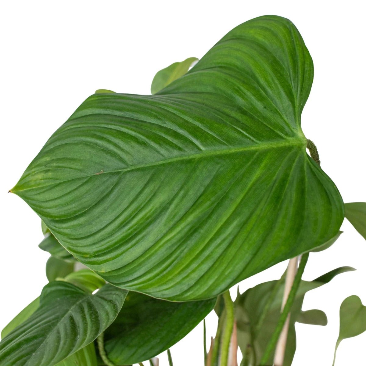 Philodendron 'Fuzzy Petiole'-Indoor Plants-Trendy Gardener