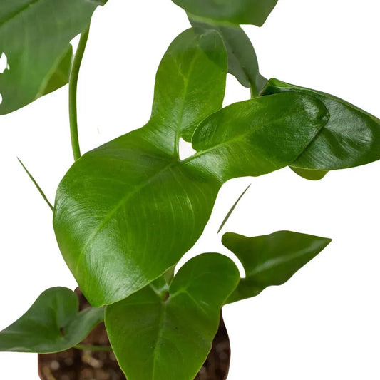 Philodendron Goeldii Indoor Plants Trendy Gardener 4" Pot