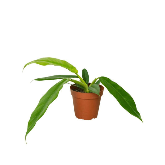 Philodendron Jungle Boogie 'Narrow Escape'-Indoor Plants-Trendy Gardener